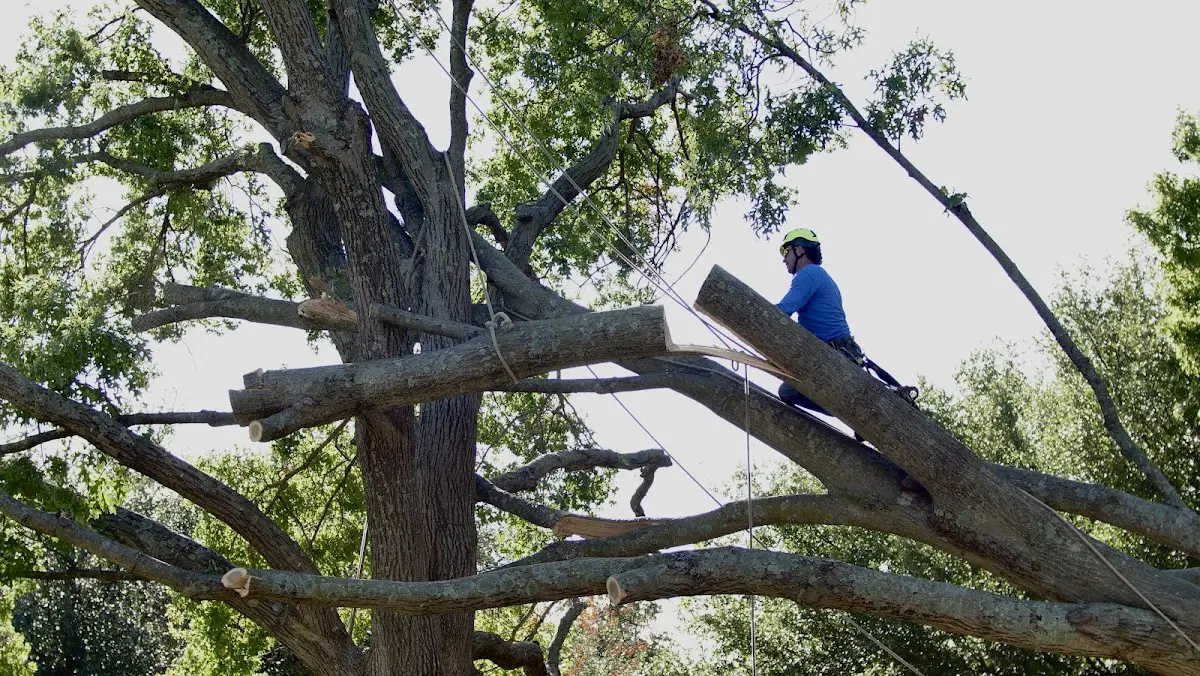 Professional Crown Thinning performed by certified arborists in Richmond